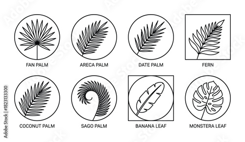 Tropical palm and fern leaves for nature designs. Palm frond silhouettes for summer and beach.