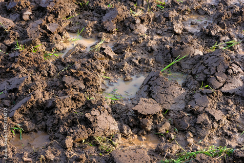 Photography A close-up view of freshly tilled muddy soil in a rice field, showing clumps of earth loosened manually with a hoe as part of traditional farming preparation