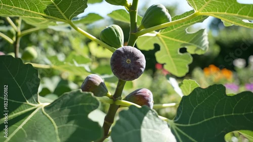 Figs Growing on a Tree Branch in Sunny Garden