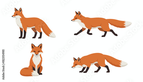 Collection of four different poses of a red fox, isolated on a white background