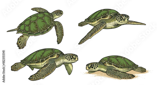 Set of four green sea turtles depicted in a realistic illustration, swimming and resting