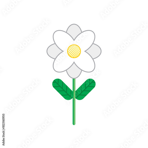 daisy flower isolated on white