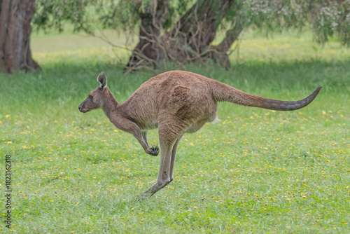 Western Grey Kangaroo Hopping