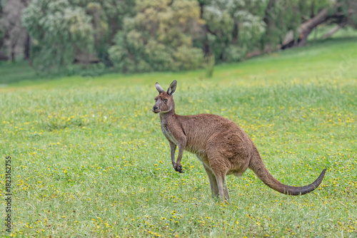 Western Grey Kangaroo