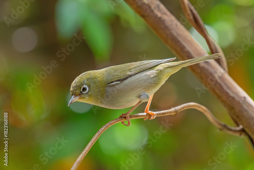A Silvereye in Western Australia