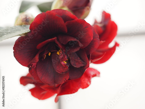 西洋ツバキ　ナイトライダー