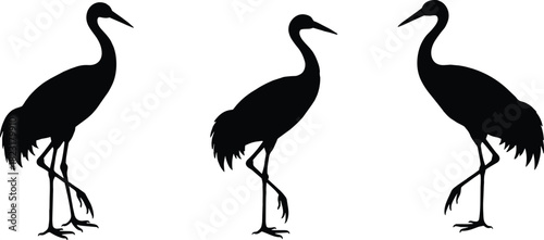Set of three black crane bird silhouettes isolated on white, elegant wading bird vector illustration in standing and walking poses design.