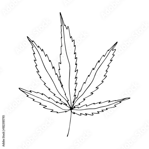 Hand drawn cannabis leaf Medicine marijuana Hemp leaves clipart in doodle style Single element for print, web, design, decor