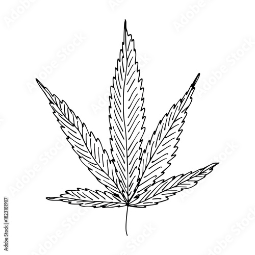 Hand drawn cannabis leaf Medicine marijuana Hemp leaves clipart in doodle style Single element for print, web, design, decor