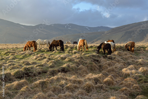 Icelandic horses grazing on a grassy volcanic meadow in evening light