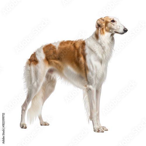 Elegant Borzoi dog species, a beautiful sighthound breed displaying its unique white and brown coat and slender form, captured standing gracefully with refined posture in a professional studio setting