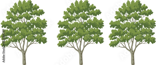 Stylized deciduous tree illustration set, three identical green canopy trees, nature vector graphic, botanical design elements, landscape clipart, foliage symmetry