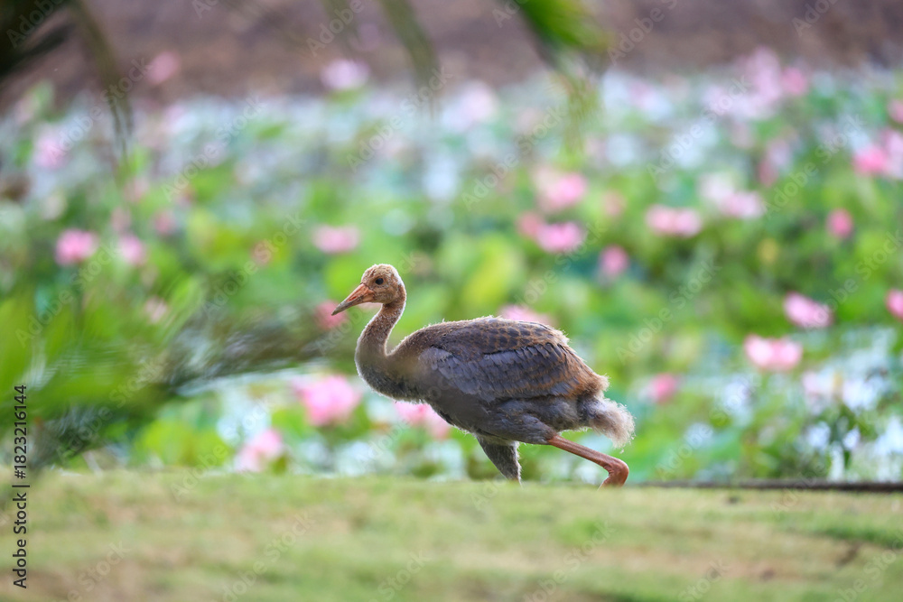 Naklejka premium The sarus crane is a rare, large bird that lives in wetlands and organic rice fields in Buriram Province, Thailand.