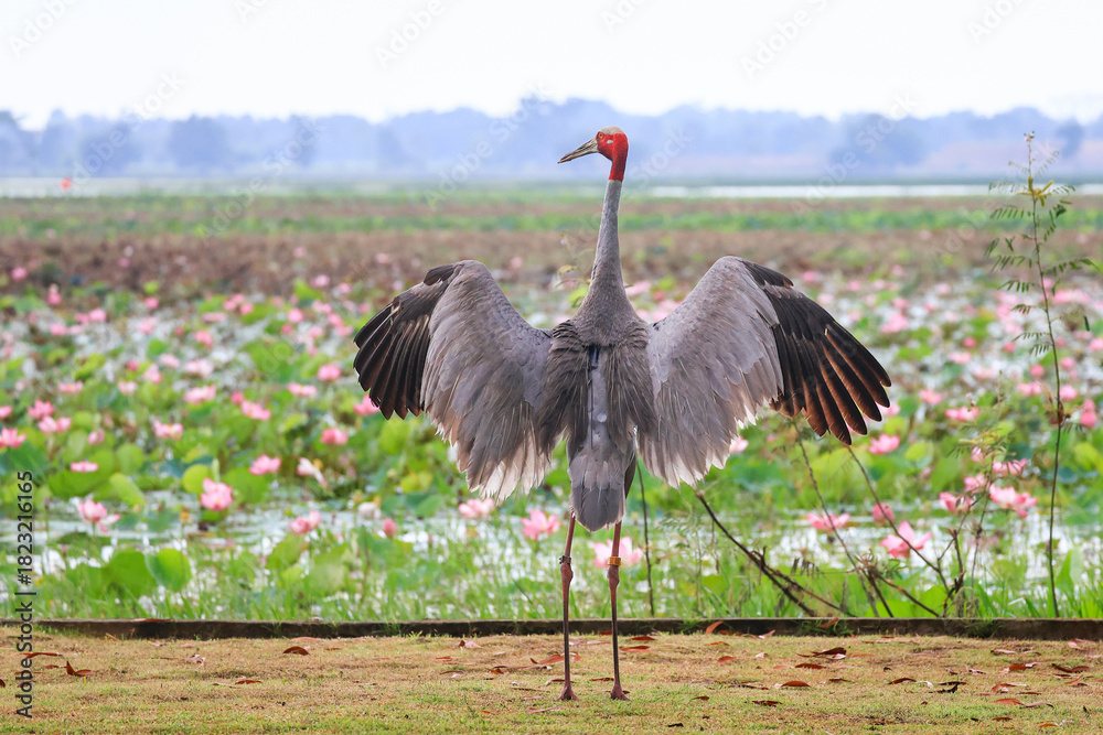 Obraz premium The sarus crane is a rare, large bird that lives in wetlands and organic rice fields in Buriram Province, Thailand.