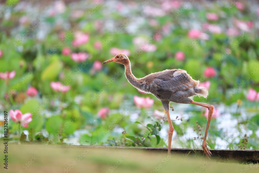 Obraz premium The sarus crane is a rare, large bird that lives in wetlands and organic rice fields in Buriram Province, Thailand. 
