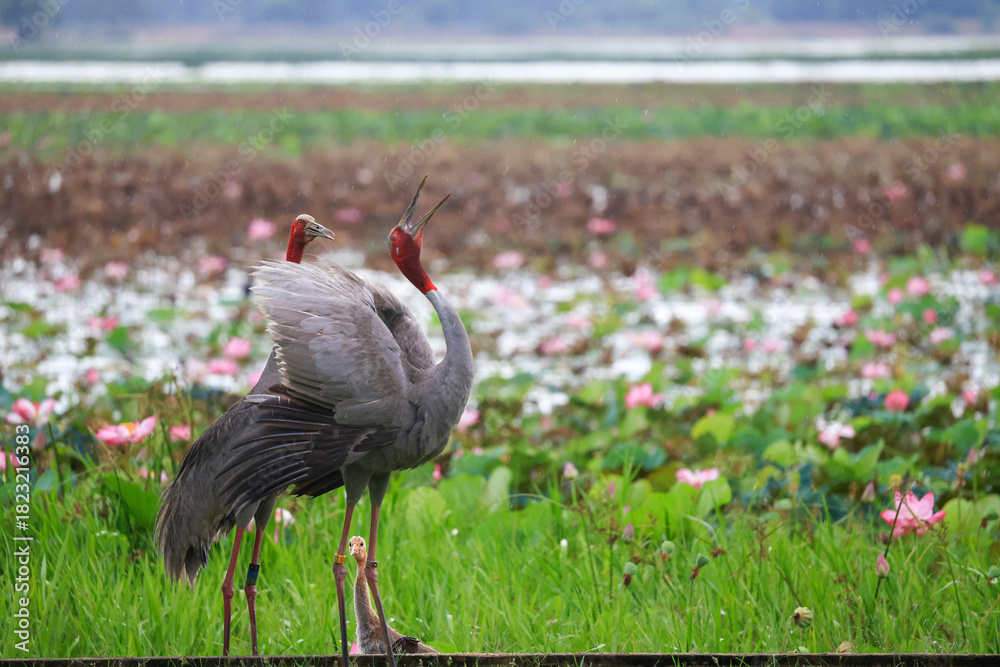 Obraz premium The sarus crane is a rare, large bird that lives in wetlands and organic rice fields in Buriram Province, Thailand. 