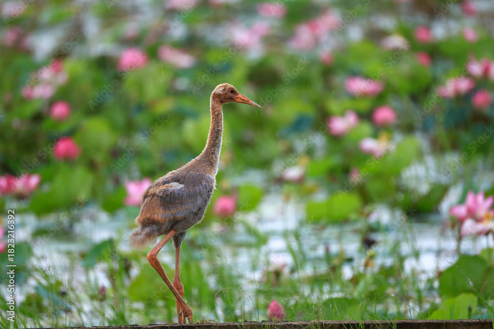 Obraz premium The sarus crane is a rare, large bird that lives in wetlands and organic rice fields in Buriram Province, Thailand. 