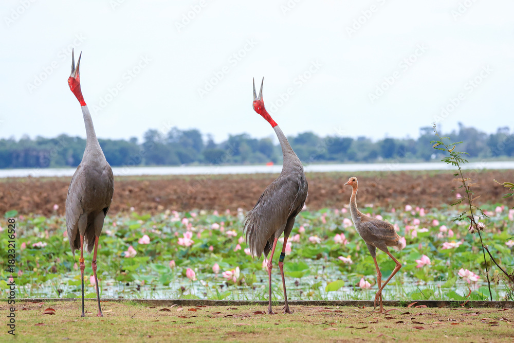 Naklejka premium The sarus crane is a rare, large bird that lives in wetlands and organic rice fields in Buriram Province, Thailand.