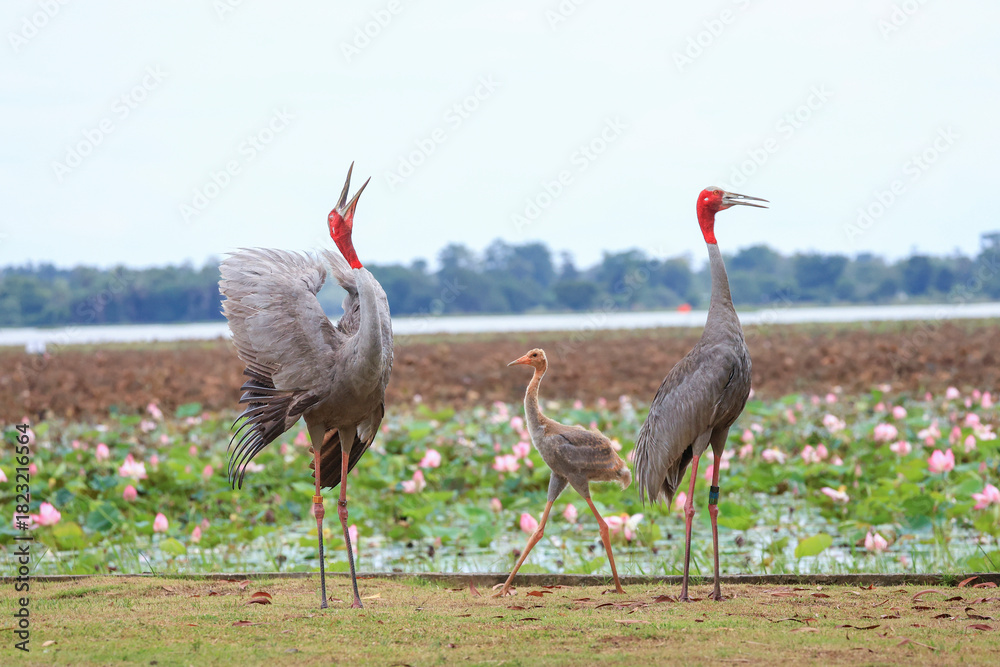 Obraz premium The sarus crane is a rare, large bird that lives in wetlands and organic rice fields in Buriram Province, Thailand. 