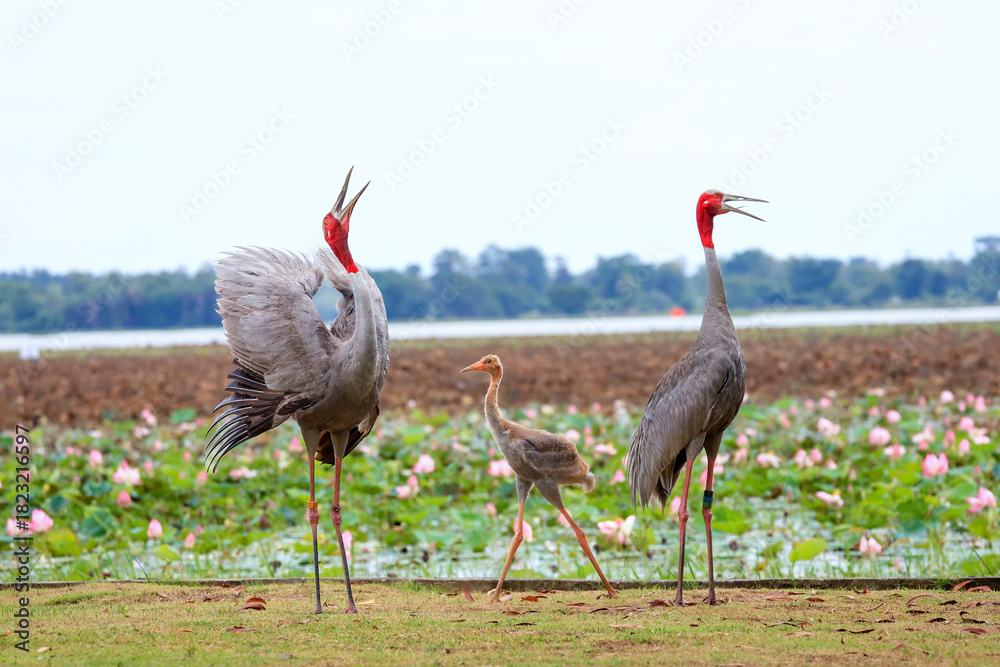 Obraz premium The sarus crane is a rare, large bird that lives in wetlands and organic rice fields in Buriram Province, Thailand. 