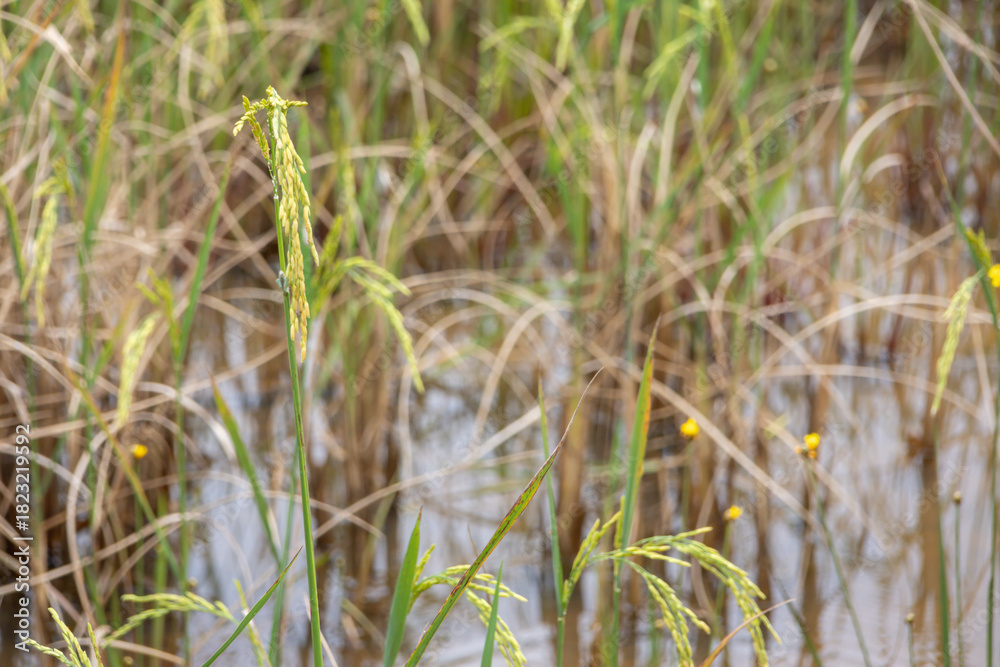 Obraz premium Lush green rice sprouts submerged in muddy water in a paddy field, showing reflections and early growth.