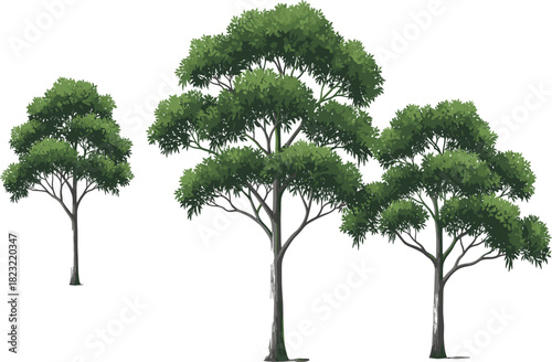 Tree illustration set, stylized green foliage, growth stages, botanical vector, nature clipart, landscaping design, seasonal plant concept, rounded canopy