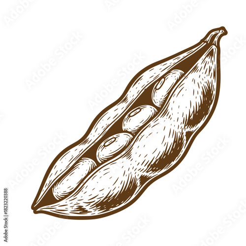 Detailed brown ink sketch vintage illustration of a soybean pod and beans on white background