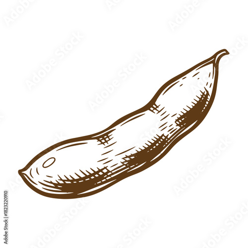 Detailed brown sketch of an edamame pod isolated on white background for design elements
