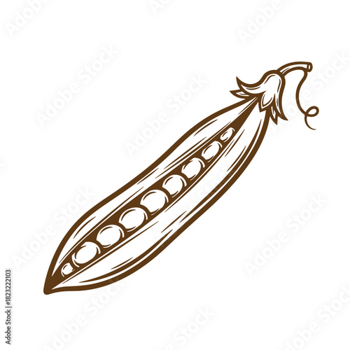 Detailed sketch illustration of a freshly opened pea pod showing the peas inside
