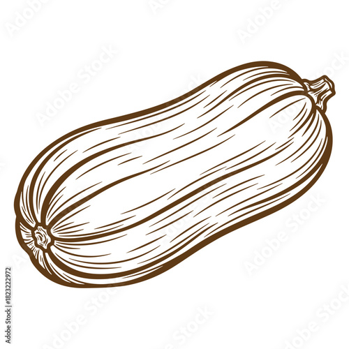 Detailed sketch of a butternut squash vegetable in brown ink on a white background