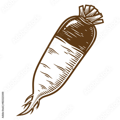 Detailed sketch of a fresh daikon radish root vegetable in a vintage engraved style