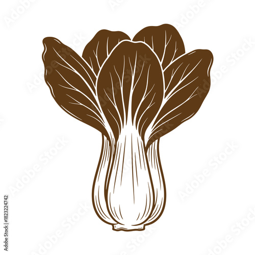 Elegant illustration of fresh bok choy in a vintage sketch style isolated on white