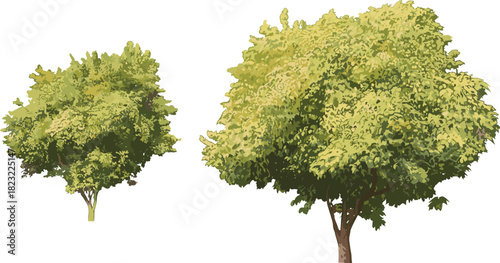 Stylized deciduous tree illustration set, green foliage with layered canopy shapes, nature vector graphic, botanical design element, landscape clipart