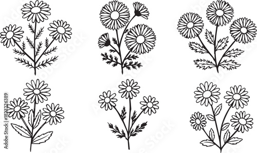 Six distinct black and white line art illustrations of daisylike flowers with delicate petals and foliage, presented as charming botanical sketches
