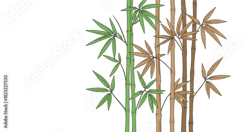 Stylized illustration of bamboo stalks with vibrant green and earthy brown leaves on a clean white background, creating a natural border.