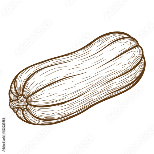 Hand drawn sketch illustration of a zucchini vegetable in vintage style isolated on white background.