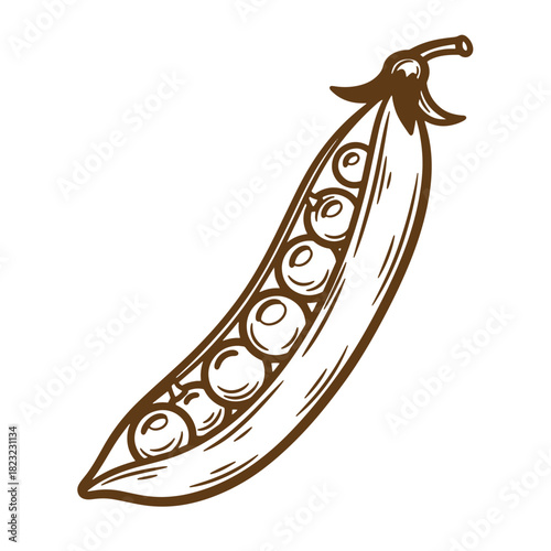 Sketch style illustration of a fresh open pea pod revealing healthy green peas