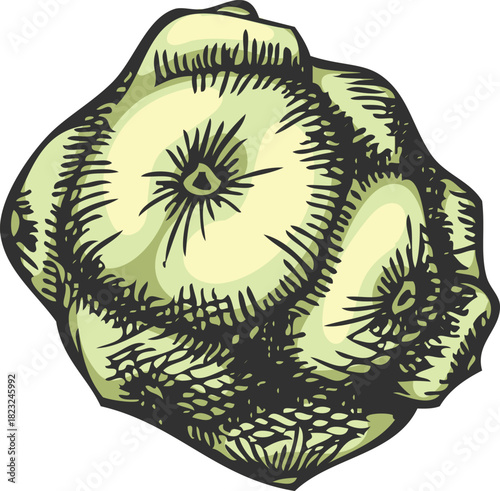 Cypress cone hand drawn vector illustration, conifer tree green cone botanical sketch, woody forest coniferous fragrance