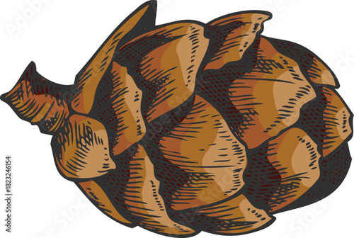 European Larch cone hand drawn, conifer tree brown cone botanical vector sketch, natural forest scent, Xmas decoration