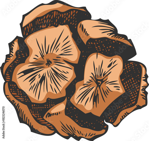 Cypress cone hand drawn vector illustration, conifer tree dry brown cone botanical sketch, woody coniferous fragrance