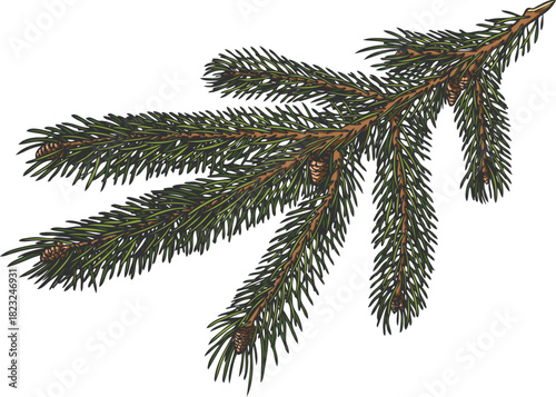 Siberian fir tree branch hand drawn vector illustration, conifer evergreen Christmas decoration, woody forest scent