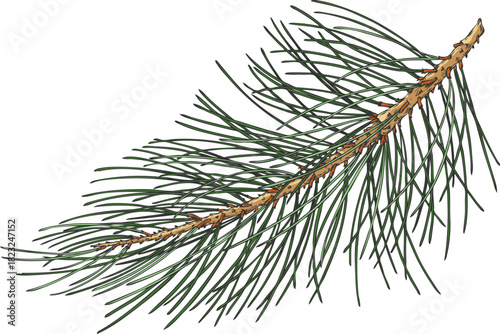 Scots pine tree twig hand drawn vector illustration, conifer evergreen plant long needles, Christmas forest decoration