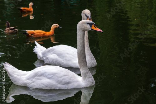 Two Graceful white Swans swimming in the lake, swans in the wild