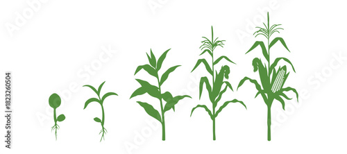 Life cycle of the maize plant. It experiences growth stages from seed to flowering and fruiting, showcased on a white background.

