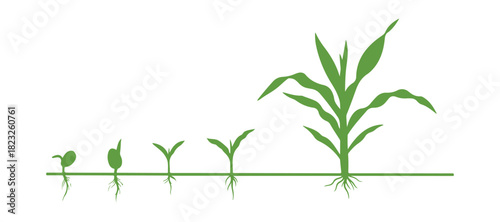 Corn (maize) plant life cycle. It develops through different growth stages, starting from a seed and moving to flowering and fruiting, isolated on a white background.

