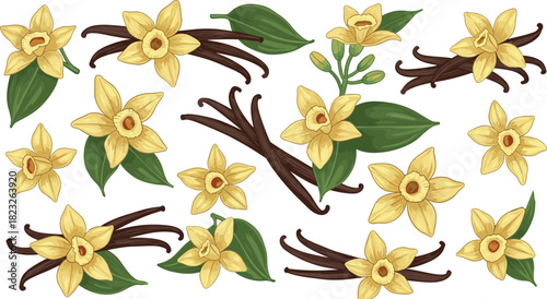 Vanilla flower and pods, botanical illustration, yellow petals, green leaves, flavor source, culinary plant, aromatic spice, natural ingredient, organic