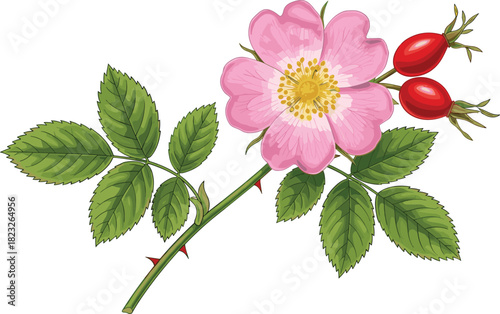 Wild rose botanical illustration, pink flower, green leaves, rose hips, thorny stem, plant anatomy, nature drawing, floral study, realistic art