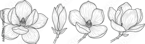 Hand drawn magnolia flower vector set, black and white line art sketch, botanical illustration collection, vintage engraving style, blooming nature.