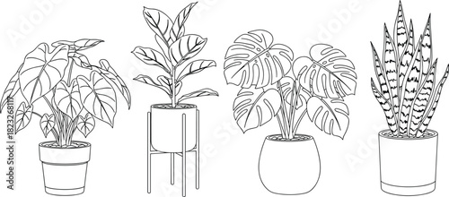 Hand drawn house plants vector set, monstera, snake plant, ficus, alocasia, black outline sketch, botanical line art illustration collection.