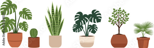 Collection of indoor house plants in pots, monstera, sansevieria, cactus and palm, flat vector illustration set isolated on white background.